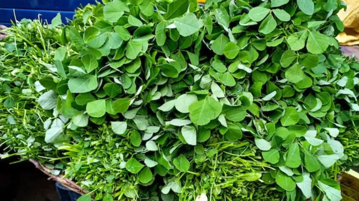 Methi Leaves Benefits: औषधीय गुणों से भरपूर हैं मेथी के पत्ते, सर्दियों में इसे खाने के हैं गजब के फायदे