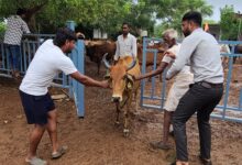 अरावली गौशाला में  गौ वंश का टीकाकरण संपन्न।