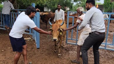 अरावली गौशाला में  गौ वंश का टीकाकरण संपन्न।