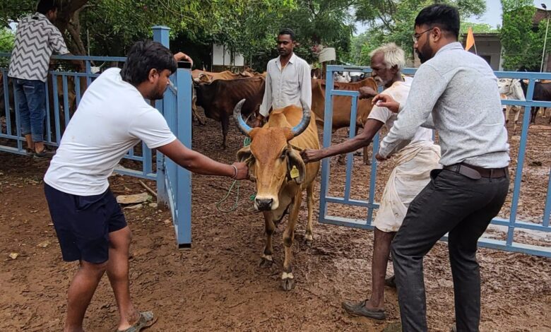 अरावली गौशाला में  गौ वंश का टीकाकरण संपन्न।