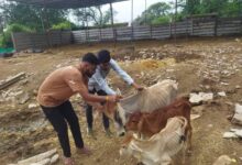 श्री राम गौशाला एवं गौ उपचार केंद्र में टीकाकरण संपन्न।