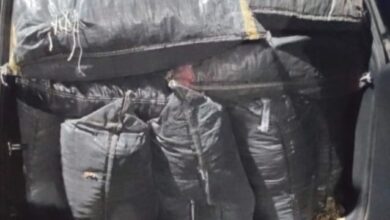 नारकोटिक्स विंग की बड़ी कार्रवाई, स्कॉर्पियो से डोडाचूरा जब्त किया