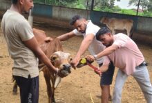 वर्षाजनीत बीमारी से रोकथाम हेतु गौवंश को लगाए टीके।
