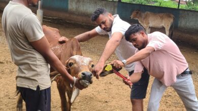 वर्षाजनीत बीमारी से रोकथाम हेतु गौवंश को लगाए टीके।