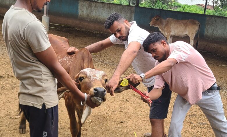 वर्षाजनीत बीमारी से रोकथाम हेतु गौवंश को लगाए टीके। वर्षाजनीत बीमारी से रोकथाम हेतु गौवंश को लगाए टीके।