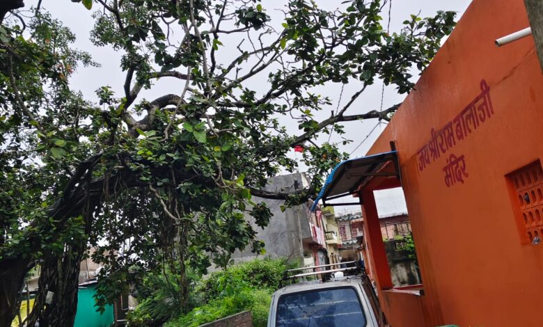 अरनोद: मंदिर के पास झुका बरगद का पुराना पेड़़ गिरने से हो सकता है हादसा अरनोद: मंदिर के पास झुका बरगद का पुराना पेड़़ गिरने से हो सकता है हादसा