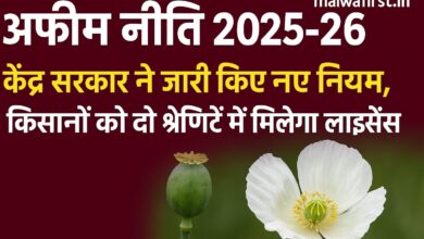 अफीम नीति 2025-26: केंद्र सरकार ने जारी किए नए नियम, किसानों को मिलेगा अफीम लाइसेंस, Good News