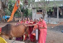 श्याम गोपाल भजन मंडल ने लेवड़ा गौशाला में मनाई गोपाष्टमी