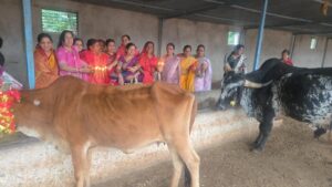 श्याम गोपाल भजन मंडल ने लेवड़ा गौशाला में मनाई गोपाष्टमी