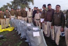 कुकडेश्वर थाना क्षेत्र अंतर्गत अवैध गांजे की खेती का खुलासा – 3.12 क्विंटल गांजे के लगभग 10 हजार हरे पौधे जप्त