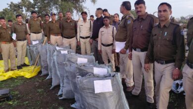 कुकडेश्वर थाना क्षेत्र अंतर्गत अवैध गांजे की खेती का खुलासा – 3.12 क्विंटल गांजे के लगभग 10 हजार हरे पौधे जप्त