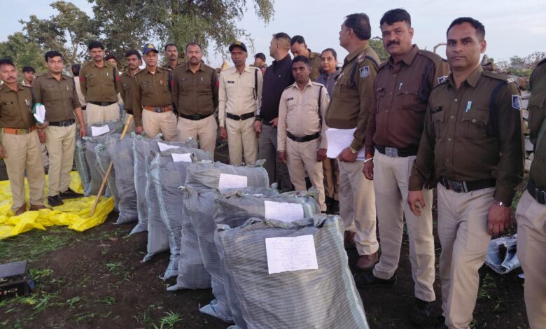 कुकडेश्वर थाना क्षेत्र अंतर्गत अवैध गांजे की खेती का खुलासा – 3.12 क्विंटल गांजे के लगभग 10 हजार हरे पौधे जप्त