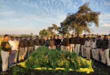 थाना कुकड़ेश्वर के पठारी क्षैत्रों में अवैध गांजे की खेती का पर्दाफाश, माह दिसम्बर में 03 अवैध गांजे की खेती के विरूद्ध 03 कार्यवाहीयां कर लाखों रूपये मुल्य के गांजे के 33,000 हजार हरे पौधे वजनी 7.65 क्विंटल जप्त*