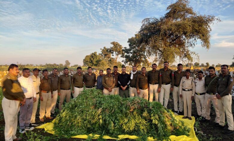 थाना कुकड़ेश्वर के पठारी क्षैत्रों में अवैध गांजे की खेती का पर्दाफाश, माह दिसम्बर में 03 अवैध गांजे की खेती के विरूद्ध 03 कार्यवाहीयां कर लाखों रूपये मुल्य के गांजे के 33,000 हजार हरे पौधे वजनी 7.65 क्विंटल जप्त*