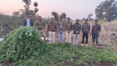 थाना रामपुरा द्वारा अवैध मादक पदार्थ गांजा उत्पादन के विरुद्ध प्रभावी कार्यवाही करते हुए गांजे के हरे पौधे करीब 5 थाना रामपुरा द्वारा अवैध मादक पदार्थ गांजा उत्पादन के विरुद्ध प्रभावी कार्यवाही करते हुए गांजे के हरे पौधे करीब 5