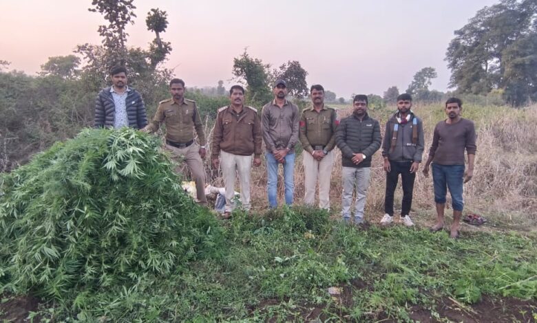 थाना रामपुरा द्वारा अवैध मादक पदार्थ गांजा उत्पादन के विरुद्ध प्रभावी कार्यवाही करते हुए गांजे के हरे पौधे करीब 5