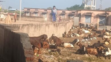 संधारा का शासकीय विद्यालय 2 सालों से बना हुआ बकरियों का अड्डा संधारा का शासकीय विद्यालय 2 सालों से बना हुआ बकरियों का अड्डा