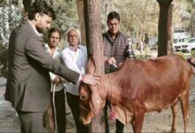 जिले के पशुओं में सघन टीकाकरण कार्य जारी