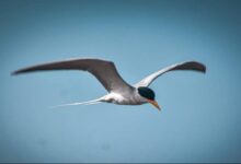 नीमच में पहली बार एशियन वाटर बर्डसेंसस, प्रवासी पक्षी भी मिले, ग्रेट व्हाइट पेलिकन, कॉमन टील, रूडीशेल डक मिले