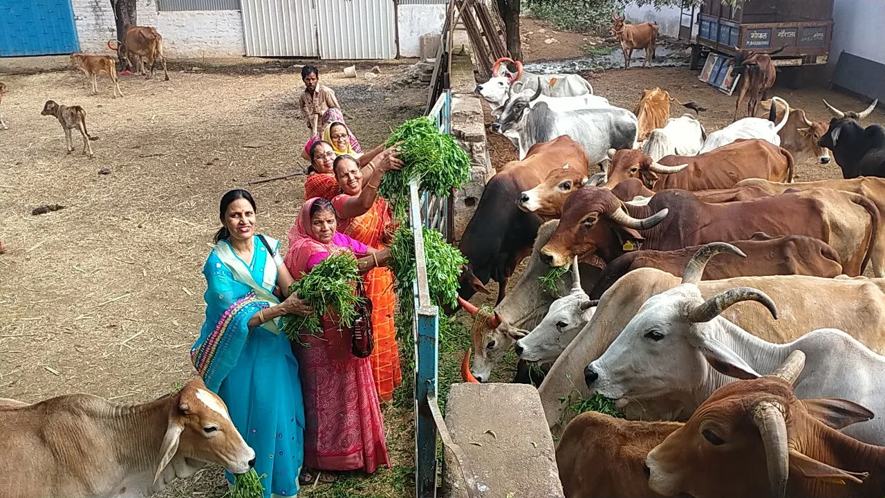 महिलाओं ने गोपाष्टमी पर गौ माता पूजन किया