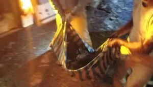 Guna गुना में डम्फर से टकराने के बाद बस में लगी आग, 13 की मौत, गुना से आरोन जा रही थी यात्री, दुहाई मंदिर के पास हुआ हादसा So Sad