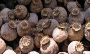 illegal Dodachura illegal Dodachura