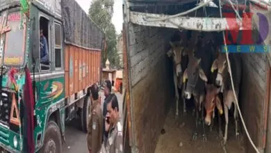 cattle smuggling गोवंश तस्करी पर पुलिस की कार्यवाही, 4 ट्रक जप्त, मुक्त कराया गोवंश, चालक भी गिरफ्तार, कार्यवाही जारी cattle smuggling गोवंश तस्करी पर पुलिस की कार्यवाही, 4 ट्रक जप्त, मुक्त कराया गोवंश, चालक भी गिरफ्तार, कार्यवाही जारी