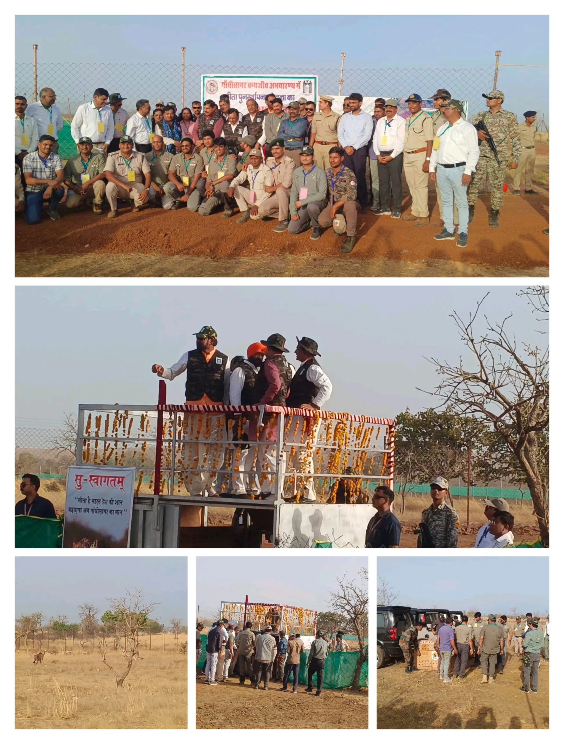 पावक और प्रभास को मिला नया घर: गांधी सागर अभियारण में जल्द होगी और चितो की बसाहट पावक और प्रभास को मिला नया घर: गांधी सागर अभियारण में जल्द होगी और चितो की बसाहट