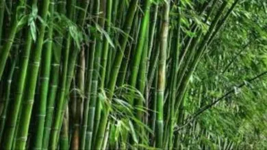 सरकार से नाम मात्र के शुल्क पर खरीदें यह पौधा 2 साल में मिलेगा बड़ा लाभ किसानों के लिए बड़ी खुशखबरी सरकार से नाम मात्र के शुल्क पर खरीदें यह पौधा 2 साल में मिलेगा बड़ा लाभ किसानों के लिए बड़ी खुशखबरी