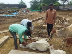 श्री राम गौशाला एवं गौ उपचार केंद्र में टीकाकरण संपन्न।