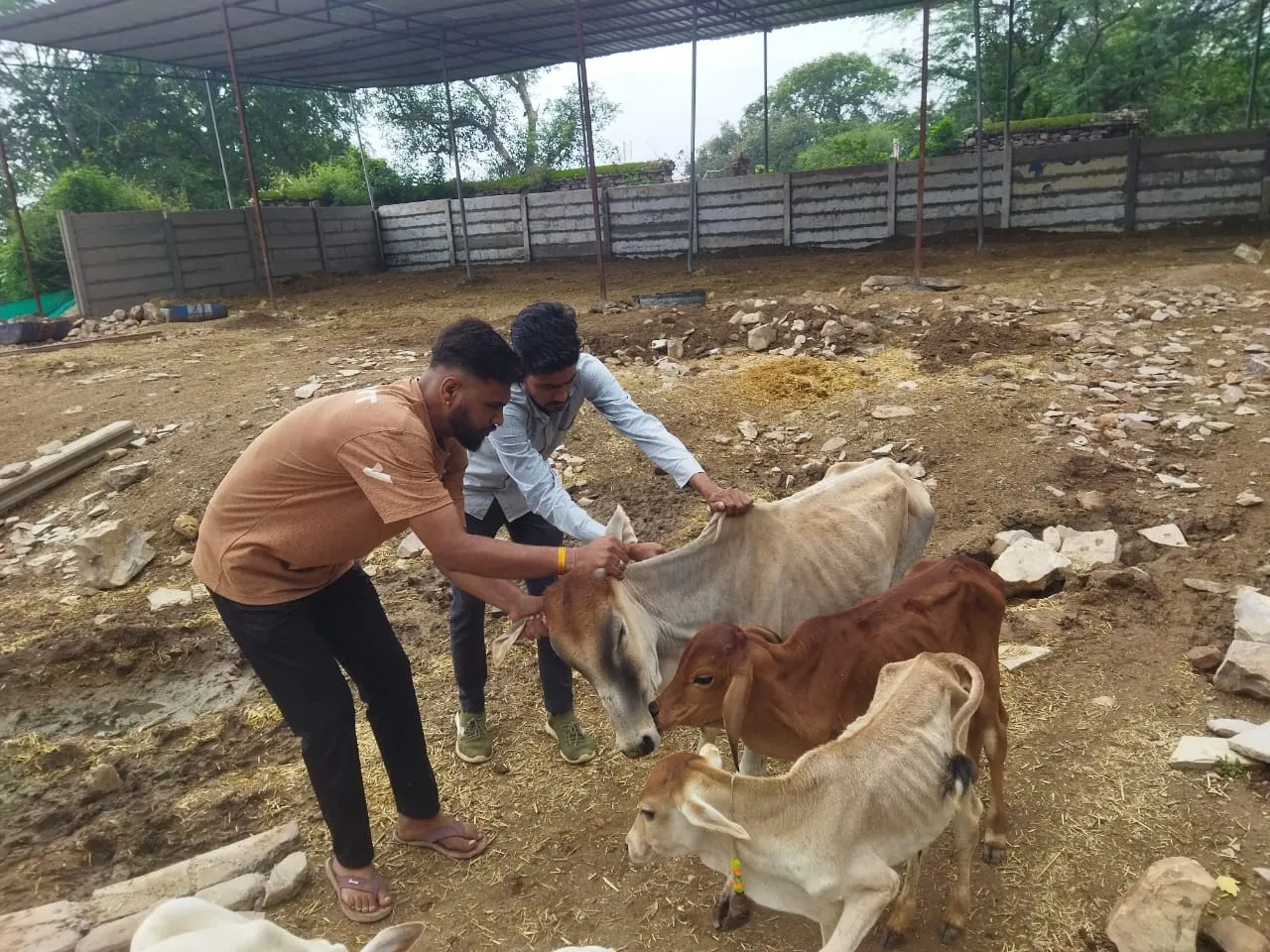 श्री राम गौशाला एवं गौ उपचार केंद्र में टीकाकरण संपन्न।