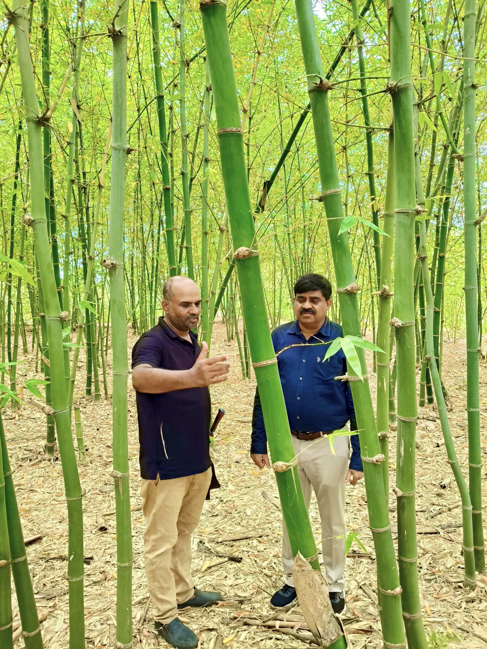 डीएफओ श्री अटोदे ने किया बैंबू फार्म एवं औषधीय वाटिका का निरीक्षण जैव विविधता के संरक्षण में अमूल्य योगदान दे रहे है किसान विश्वकर्मा- श्री अटोदे