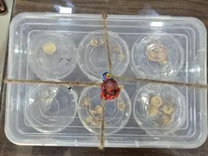 मनासा पुलिस थाने को मिली बड़ी सफलता दिनदहाड़े हुई चोरी की घटना में लिप्त आरोपियों को 20 घंटे में किया गिरफ्तार आभूषण किए जप्त थाना प्रभारी शिव रघुवंशी को पुलिस कप्तान अंकित जायसवाल ने किया सम्मानित 