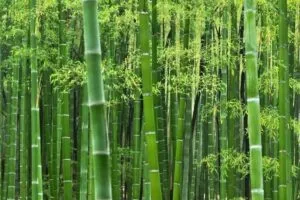 सरकार से नाम मात्र के शुल्क पर खरीदें यह पौधा 2 साल में मिलेगा बड़ा लाभ किसानों के लिए बड़ी खुशखबरी