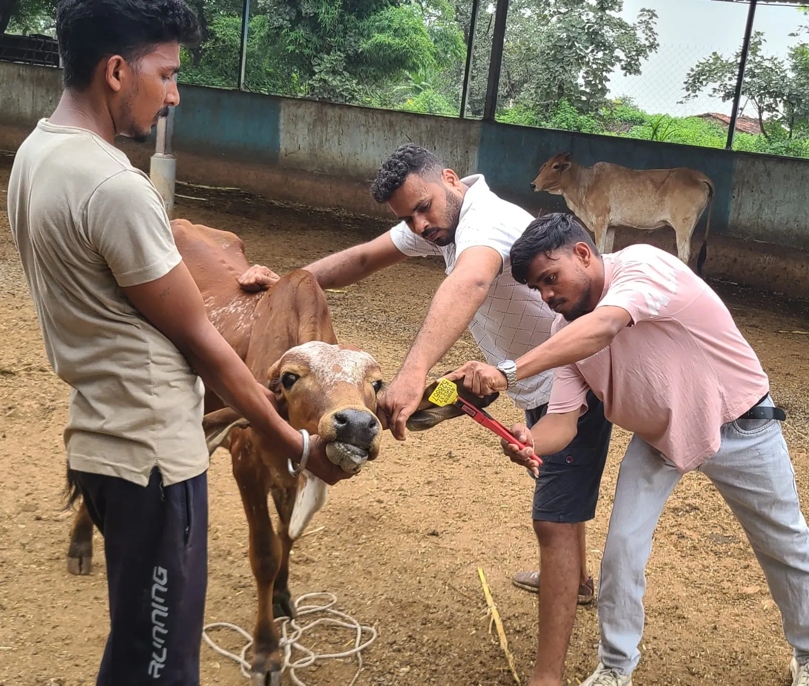वर्षाजनीत बीमारी से रोकथाम हेतु गौवंश को लगाए टीके। वर्षाजनीत बीमारी से रोकथाम हेतु गौवंश को लगाए टीके।