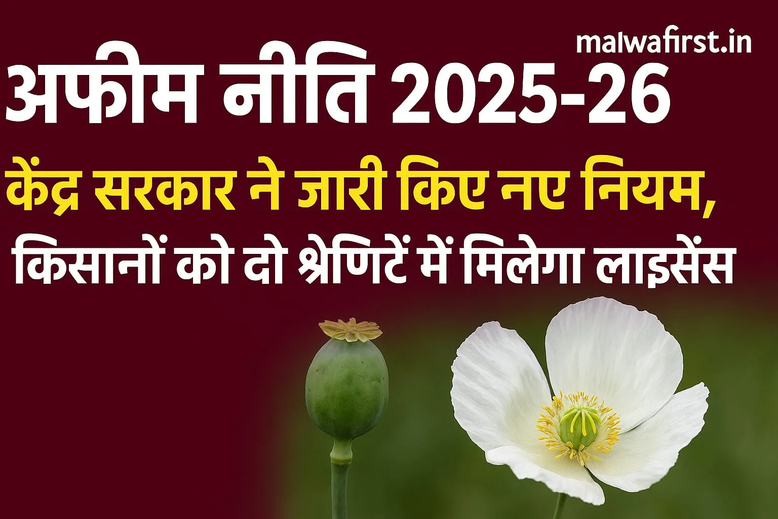 अफीम नीति 2025-26: केंद्र सरकार ने जारी किए नए नियम, किसानों को मिलेगा अफीम लाइसेंस, Good News अफीम नीति 2025-26: केंद्र सरकार ने जारी किए नए नियम, किसानों को मिलेगा अफीम लाइसेंस, Good News
