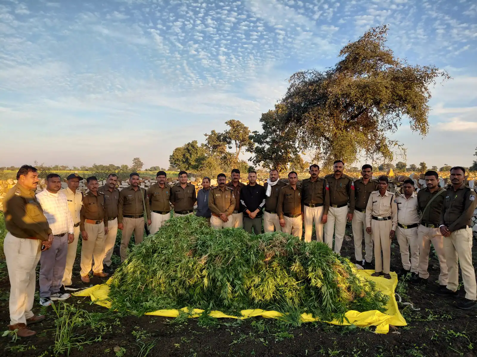 थाना कुकड़ेश्वर के पठारी क्षैत्रों में अवैध गांजे की खेती का पर्दाफाश, माह दिसम्बर में 03 अवैध गांजे की खेती के विरूद्ध 03 कार्यवाहीयां कर लाखों रूपये मुल्य के गांजे के 33,000 हजार हरे पौधे वजनी 7.65 क्विंटल जप्त*