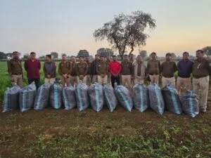 थाना कुकड़ेश्वर के पठारी क्षैत्रों में अवैध गांजे की खेती का पर्दाफाश, माह दिसम्बर में 03 अवैध गांजे की खेती के विरूद्ध 03 कार्यवाहीयां कर लाखों रूपये मुल्य के गांजे के 33,000 हजार हरे पौधे वजनी 7.65 क्विंटल जप्त*