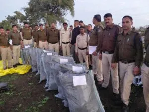 थाना कुकड़ेश्वर के पठारी क्षैत्रों में अवैध गांजे की खेती का पर्दाफाश, माह दिसम्बर में 03 अवैध गांजे की खेती के विरूद्ध 03 कार्यवाहीयां कर लाखों रूपये मुल्य के गांजे के 33,000 हजार हरे पौधे वजनी 7.65 क्विंटल जप्त*
