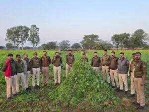 थाना कुकड़ेश्वर के पठारी क्षैत्रों में अवैध गांजे की खेती का पर्दाफाश, माह दिसम्बर में 03 अवैध गांजे की खेती के विरूद्ध 03 कार्यवाहीयां कर लाखों रूपये मुल्य के गांजे के 33,000 हजार हरे पौधे वजनी 7.65 क्विंटल जप्त*