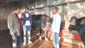 //सफलता की कहानी// गोपालन कर, 42 हजार रूपये प्रतिमाह कमा रहे है किसान कन्‍हैयालाल कृषि के साथ पशुपालन कर बढ़ाई अपनी आमदनी