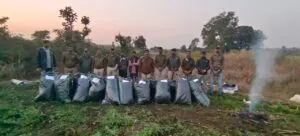 थाना रामपुरा द्वारा अवैध मादक पदार्थ गांजा उत्पादन के विरुद्ध प्रभावी कार्यवाही करते हुए गांजे के हरे पौधे करीब 5