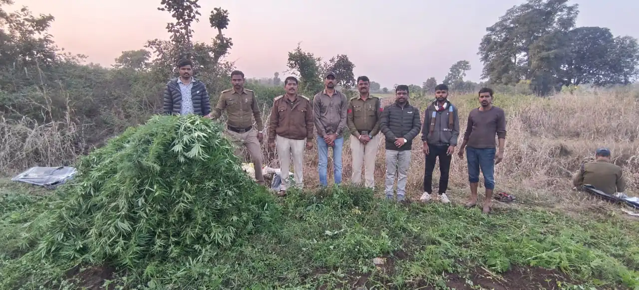 थाना रामपुरा द्वारा अवैध मादक पदार्थ गांजा उत्पादन के विरुद्ध प्रभावी कार्यवाही करते हुए गांजे के हरे पौधे करीब 5