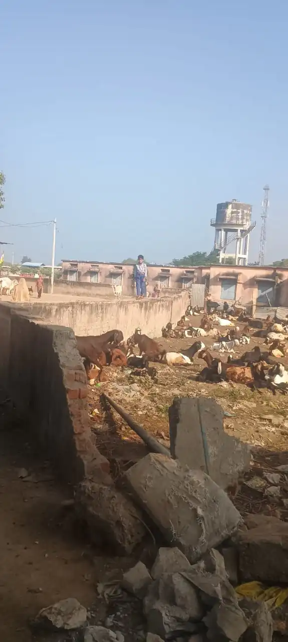 संधारा का शासकीय विद्यालय 2 सालों से बना हुआ बकरियों का अड्डा 