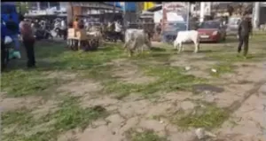 खूब उड़ी पतंगें खेले गिल्ली डंडे रात में उडाये विशिंग लेम्प 2 खूब उड़ी पतंगें खेले गिल्ली डंडे रात में उडाये विशिंग लेम्प