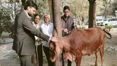 जिले के पशुओं में सघन टीकाकरण कार्य जारी