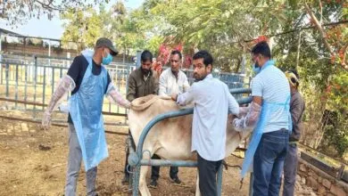 जिला प्रशासन द्वारा किया जा रहा है गौशालाओं में नवाचार जिले की 45 गौशालाओं में मिला है 8244 निराश्रित गौवंश को आश्रय