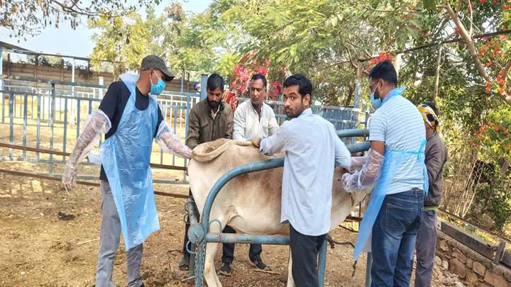 जिला प्रशासन द्वारा किया जा रहा है गौशालाओं में नवाचार जिले की 45 गौशालाओं में मिला है 8244 निराश्रित गौवंश को आश्रय