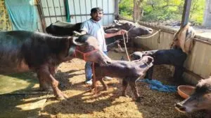 जिले में दुग्ध समृद्धि सम्पर्क अभियान नीमच जिले में दुग्ध उत्पादन से बढ़ रही पशुपालकों की आय