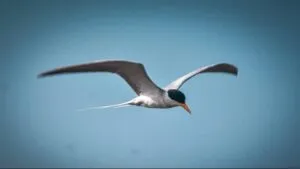 नीमच में पहली बार एशियन वाटर बर्डसेंसस, प्रवासी पक्षी भी मिले, ग्रेट व्हाइट पेलिकन, कॉमन टील, रूडीशेल डक मिले